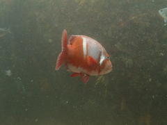 Chrysoblephus laticeps