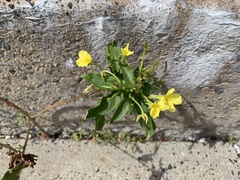 Oenothera
