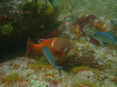 Chrysoblephus laticeps