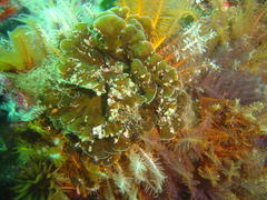 Exallosorus harveyanus