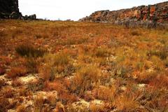 Leucadendron concavum