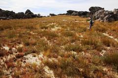 Leucadendron concavum