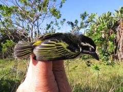 Yellow-Rumped Tinkerbird photo 2
