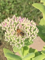 Apis mellifera