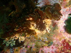 Exallosorus harveyanus