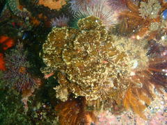 Exallosorus harveyanus