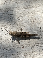 Trimerotropis pallidipennis