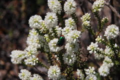 Leucocelis haemorrhoidalis