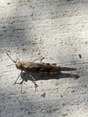 Trimerotropis pallidipennis