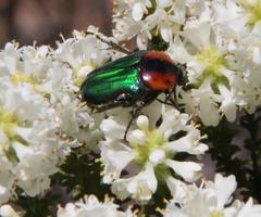 Leucocelis haemorrhoidalis
