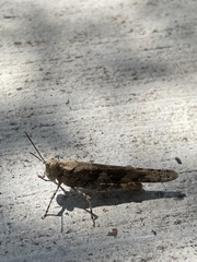 Trimerotropis pallidipennis