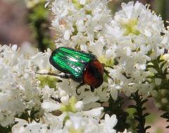 Leucocelis haemorrhoidalis