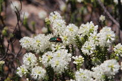 Leucocelis haemorrhoidalis