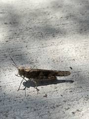 Trimerotropis pallidipennis