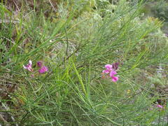 Indigofera filifolia
