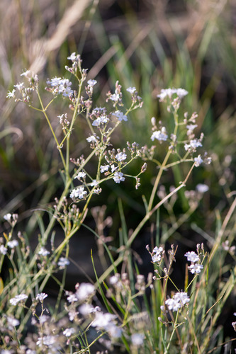 Gypsophila patrinii