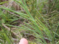 Indigofera filifolia