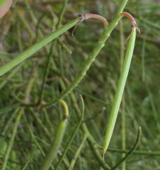 Indigofera filifolia