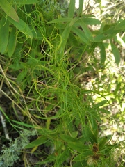 Asparagus verticillatus