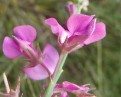 Indigofera filifolia