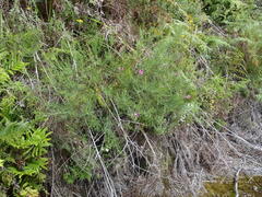Indigofera filifolia