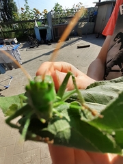 Tettigonia viridissima