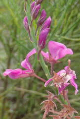Indigofera filifolia