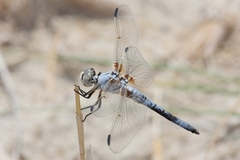 Libellula composita