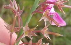 Indigofera filifolia