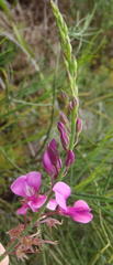 Indigofera filifolia