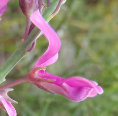 Indigofera filifolia