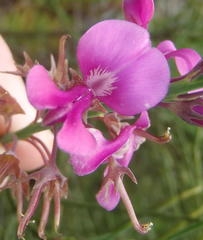 Indigofera filifolia