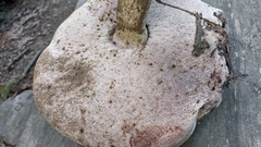 Tylopilus atronicotianus