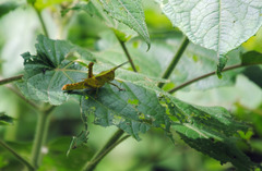 Aeolacris octomaculata