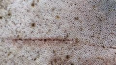 Tylopilus atronicotianus