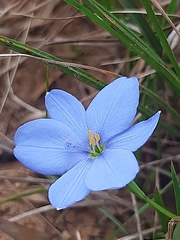 Aristea nana