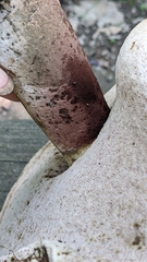 Tylopilus atronicotianus