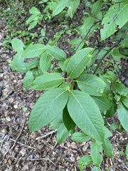 Viburnum cassinoides image