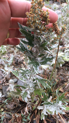 Artemisia ludoviciana