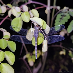 Bradinopyga geminata