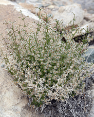 Galium multiflorum