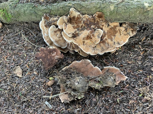 rosette tooth (Hydnellum cumulatum) · iNaturalist