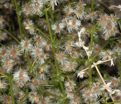 Galium multiflorum