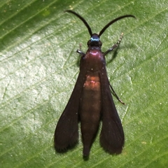 Sesiinae