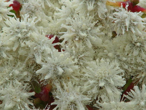 Berzelia intermedia (Berzelia intermedia)