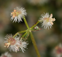 Galium multiflorum