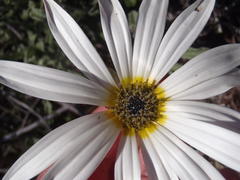 Arctotis pinnatifida