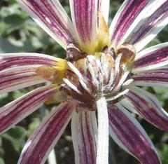 Arctotis pinnatifida