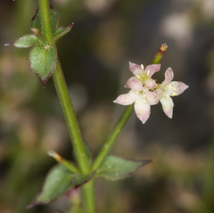 Galium multiflorum