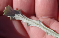 Arctotis pinnatifida